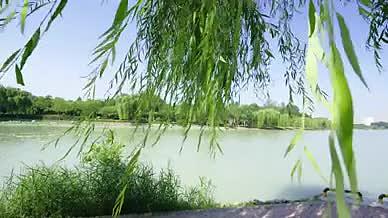 夏日的风吹动湖边的花草树叶视频的预览图